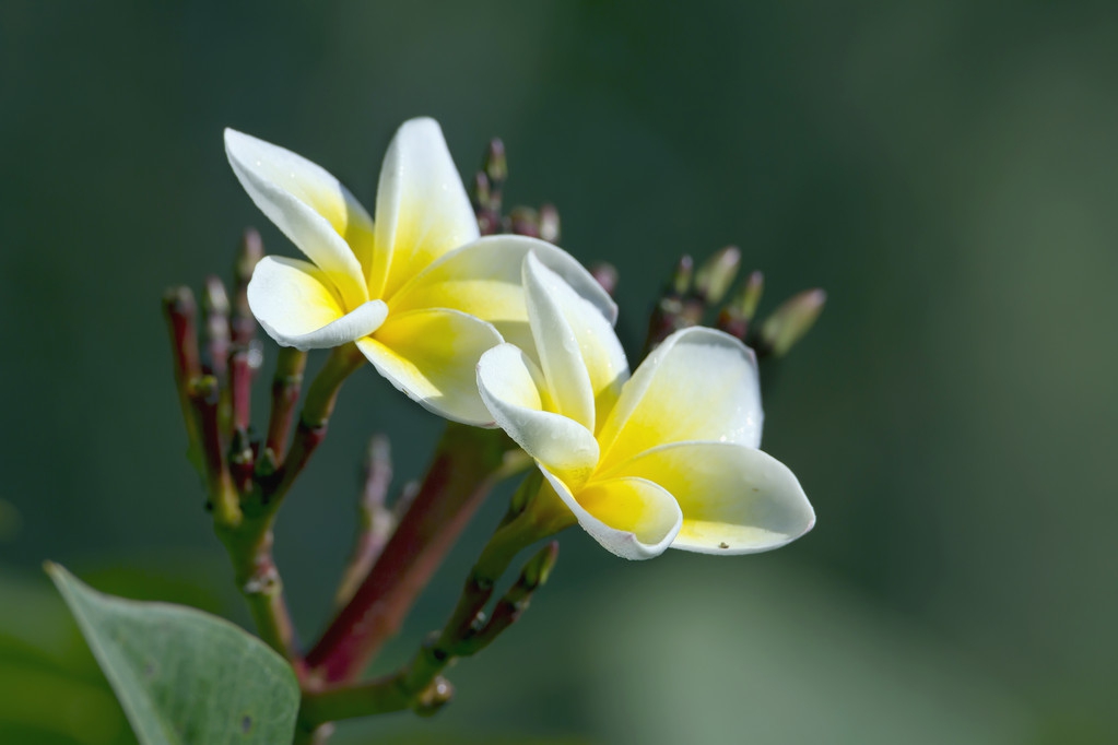 历史名花之争,你更喜欢哪种作为国花?
