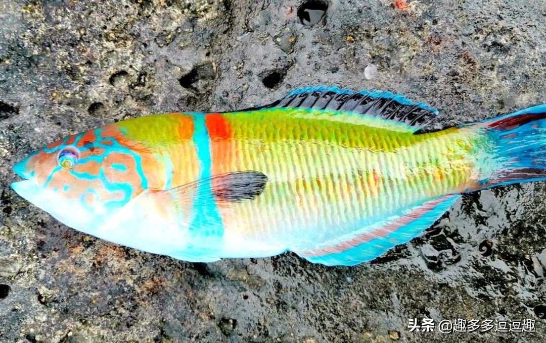 日本发现怪鱼,日本渔民岸边发现什么怪鱼了