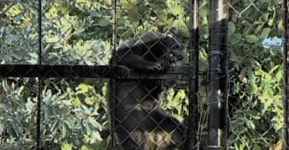 蜜獾不怕毒蛇吗,蜜獾无所畏惧