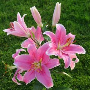 吉祥如意的百合花为您盛开