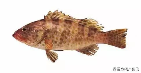 科普海洋鱼类知识儿童,海洋鱼类科普大全图解