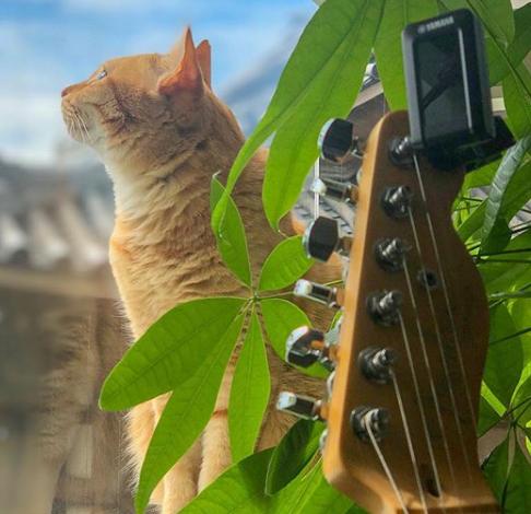 猫真的有那么聪明吗,猫真的有那么聪明嘛