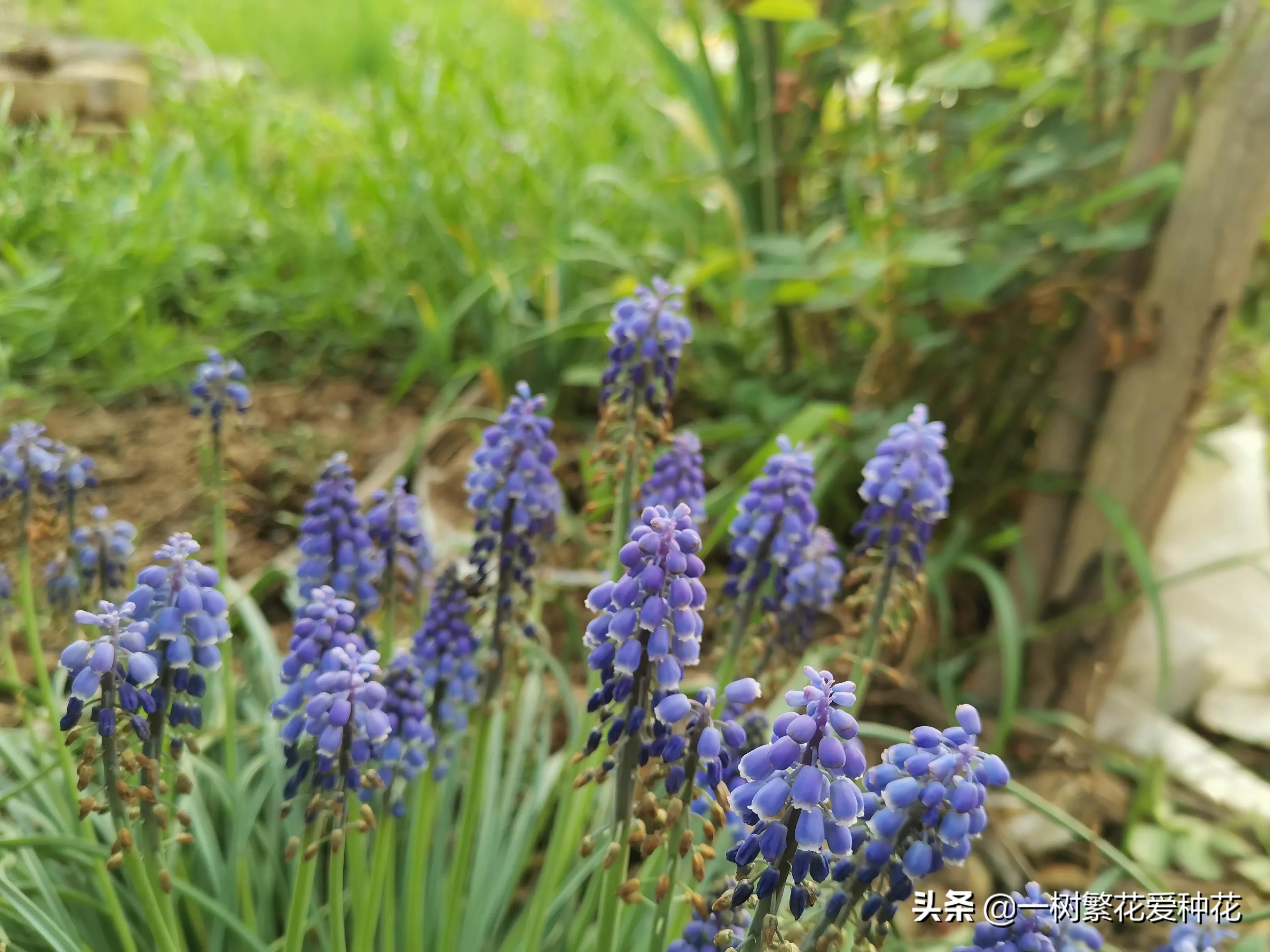 月季开花晒了太阳蔫了补救,月季叶子枯萎像缺水了一样