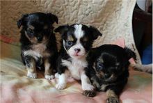 吉娃娃属于小型犬,但它的饲养方式跟其他小型犬一样吗?