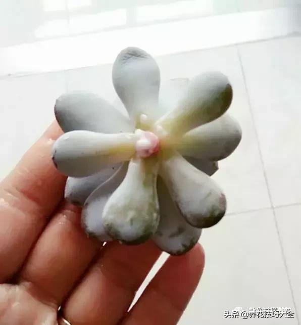 家里过期的小药片兑上水浇花,过期药扔花盆里花蔫了怎么办