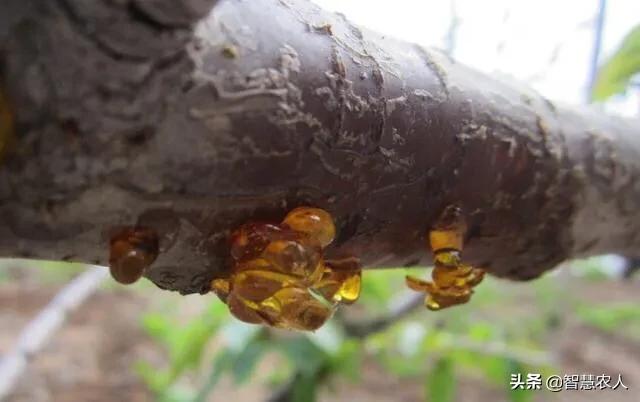 都说樱桃好吃树难栽的高级文案,樱桃树怎么种植最好吃