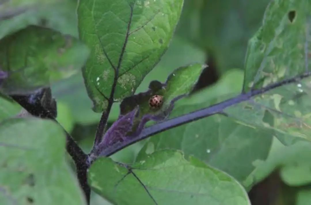 茄子虫害图片及症状,茄子虫害最佳治疗方法