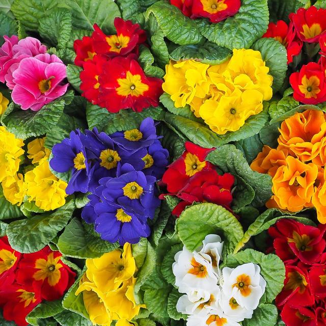 大岩桐叶子边缘干枯是怎么回事,大岩桐花叶子发黄叶边干枯怎么办