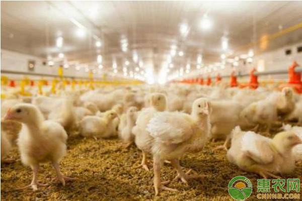 2024年蛋鸡养殖市场行情前景如何,2022蛋鸡养殖行情怎么样