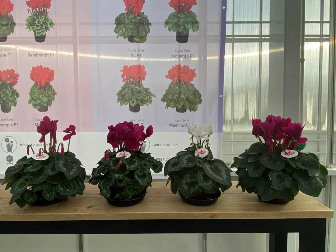 如果放在动物界，这种花就是猛犸象般的神奇存在