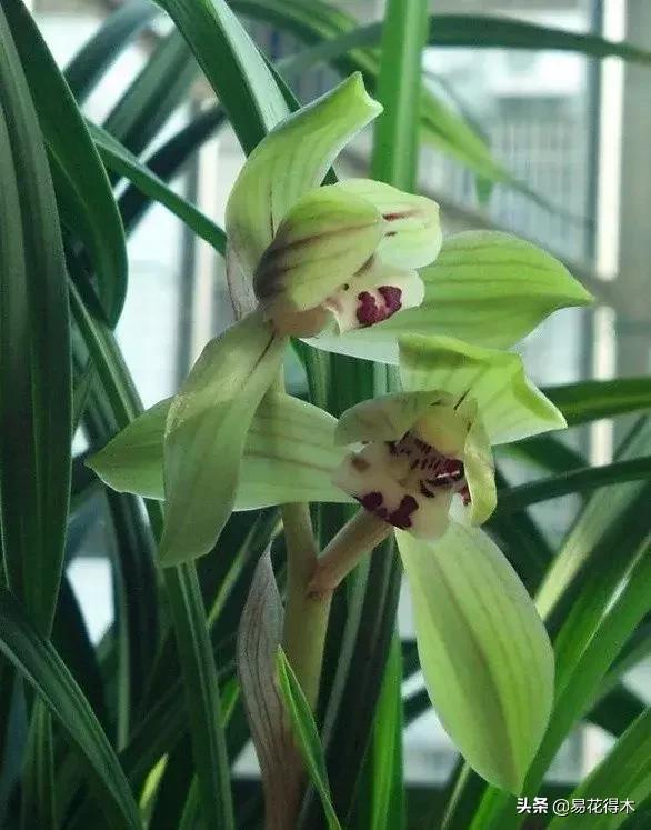 春兰荷瓣几大名品,春兰环球荷鼎和大富贵的区别