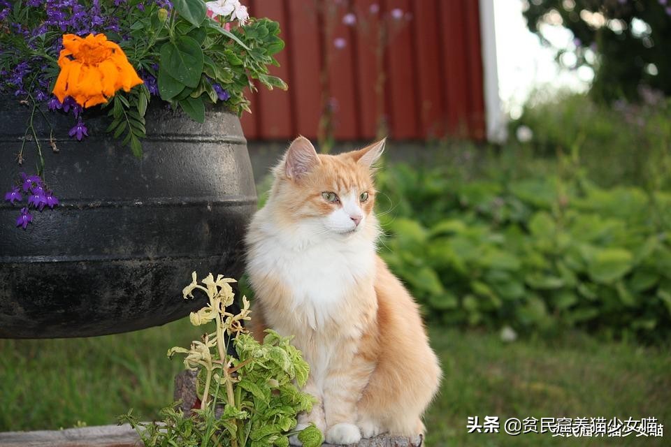 为什么有的小猫咪吃很多也不长肉？也许你该给它驱虫了