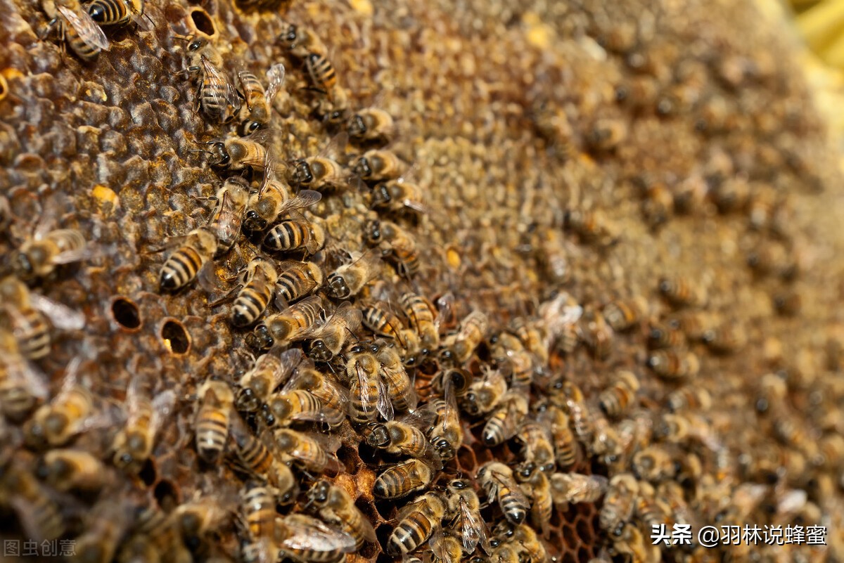 蜜蜂怎么养殖才会有蜜,蜜蜂怎么养才能提高产蜜