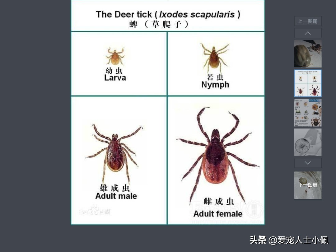 狗狗身上的蜱虫放大后是什么样,狗狗身上蜱虫用花露水能去除吗