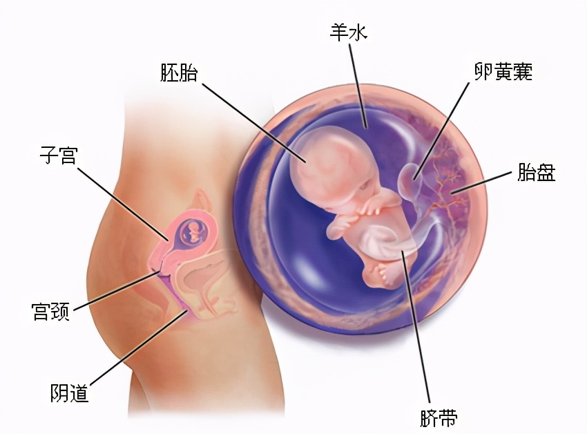 产后喂母乳妈妈不长肉怎么吃,产后多吃这些涨奶不长肉