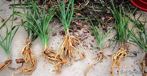 2019蕙兰端梅价格,每日一品花卉