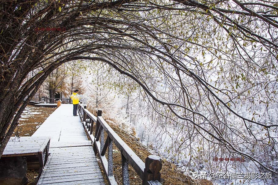 在莫尔道嘎，我遇见了最美的秋雪