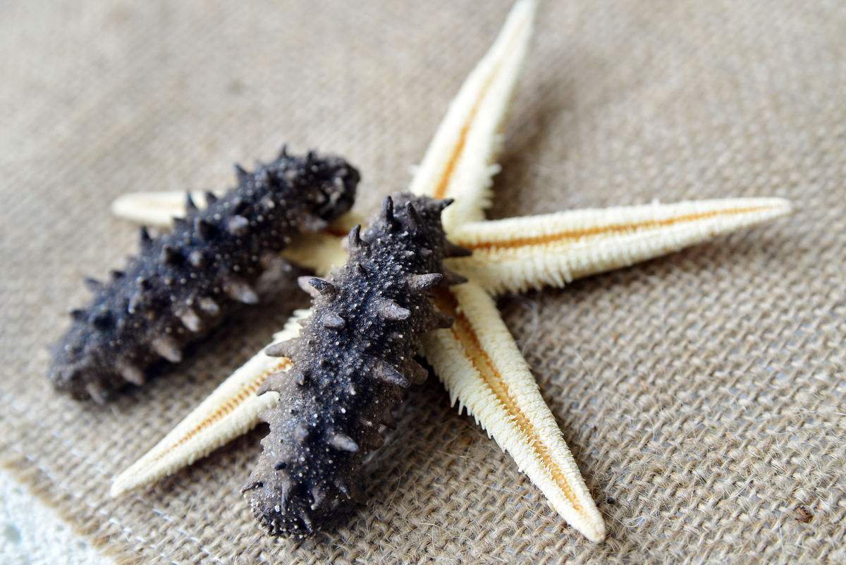 海参是正经的海参不,海参到底是不是正经海参