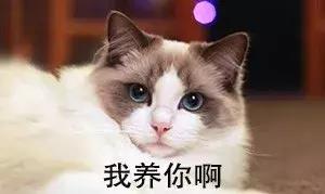 布偶猫好养吗一般多少钱一只,布偶猫的价格贵不贵