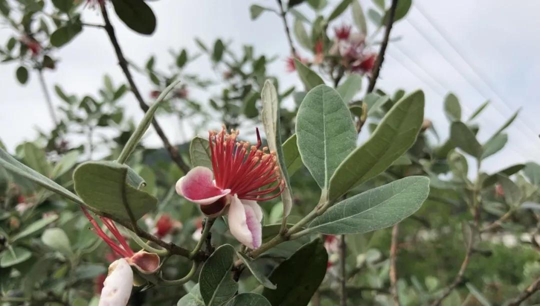 能赏花且树身价值高的树,超级贵的观赏性果树