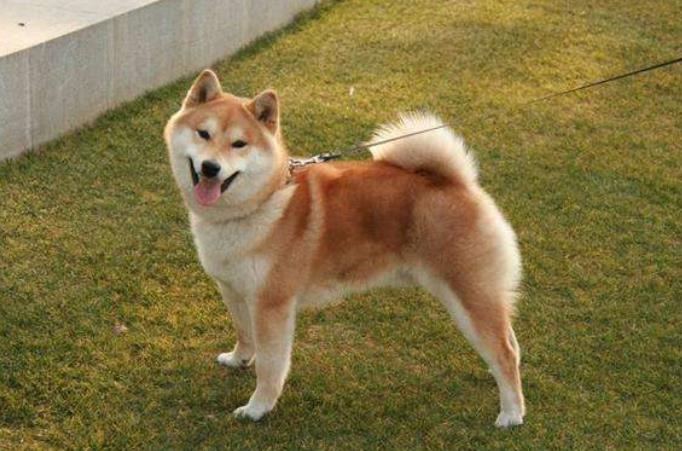 买狗为什么要选择有门店的,宠物店买狗需要注意什么