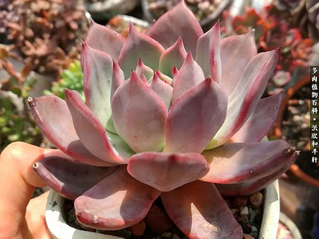 多肉的四季轮回,四季轮回多肉