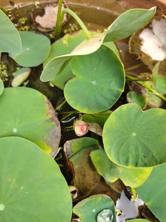 养荷花叶子发黑怎么办,水培碗莲为什么一直长绿叶