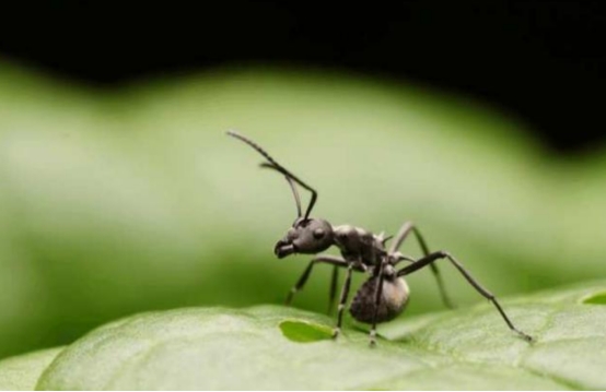 蚂蚁建地下王国,建设城市会考虑蚂蚁么