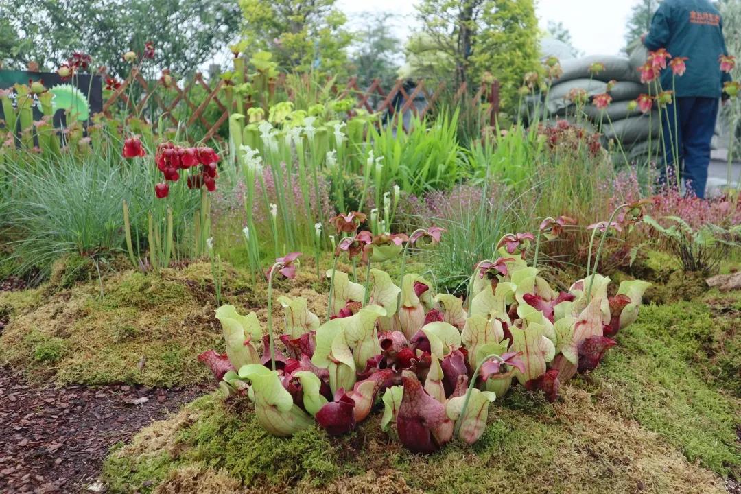 花展的意义,花展布展情况介绍