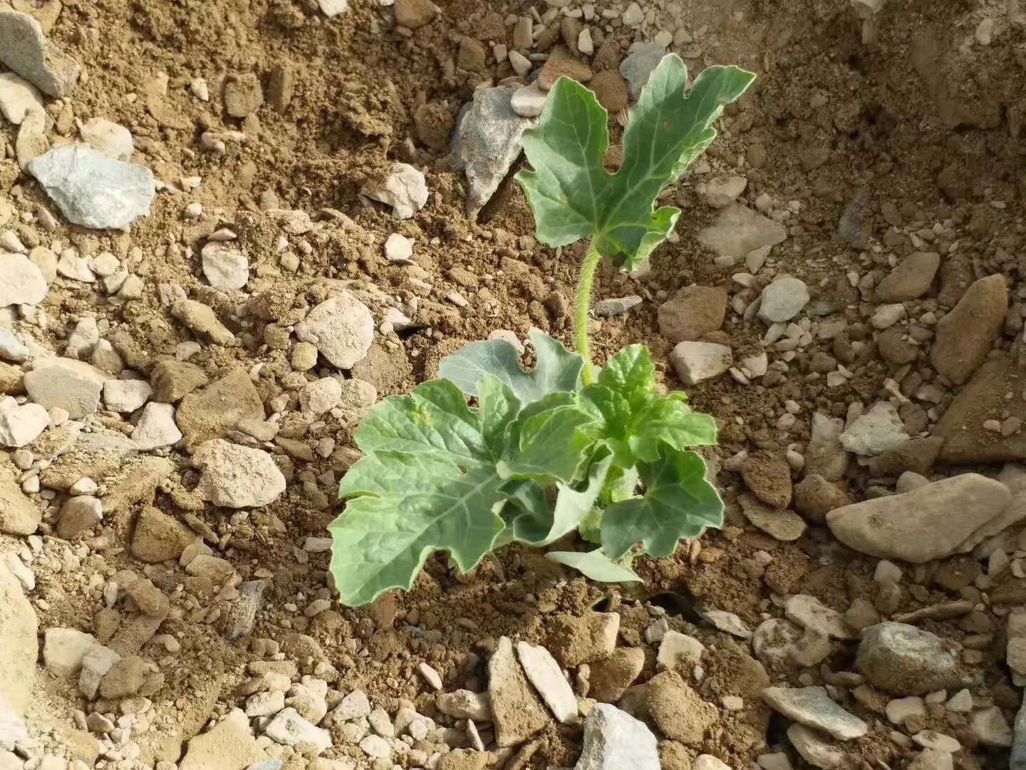 禁种戈壁西瓜的原因,戈壁西瓜为什么禁种