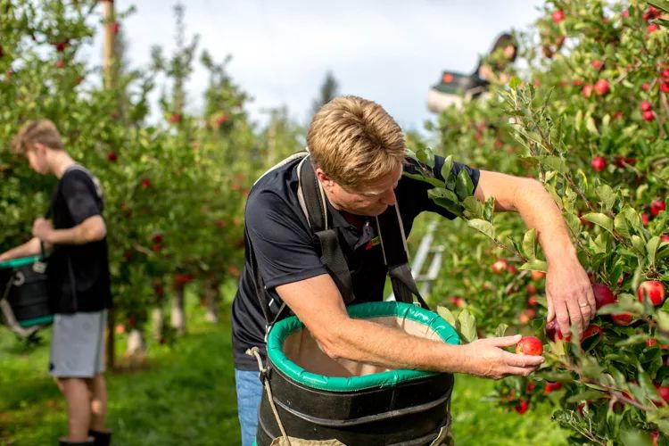 来自新西兰的嘎啦小苹果，一口就让你难忘