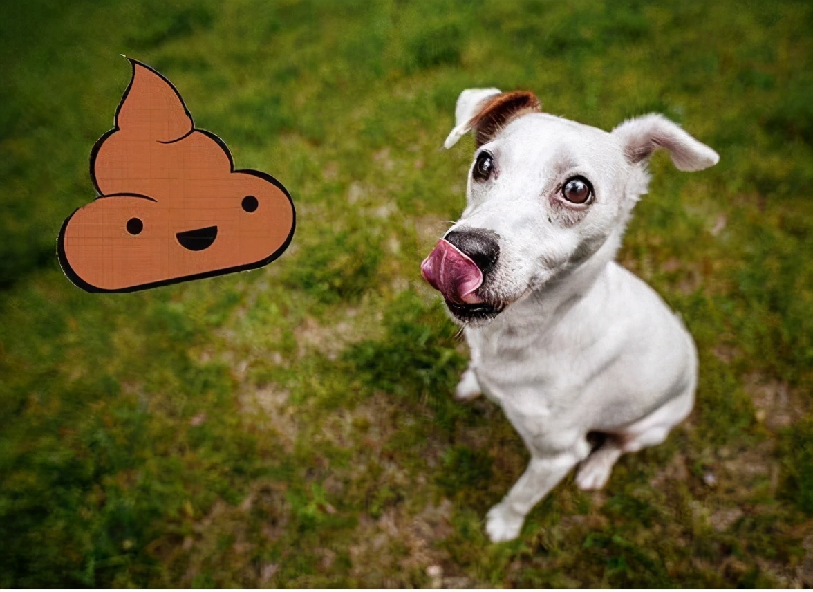 狗狗拉软便便吃什么药,怎么让狗狗不吃自己的便便