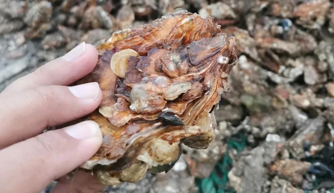 威海生蚝都是乳山生蚝吗,山东威海乳山生蚝牡蛎