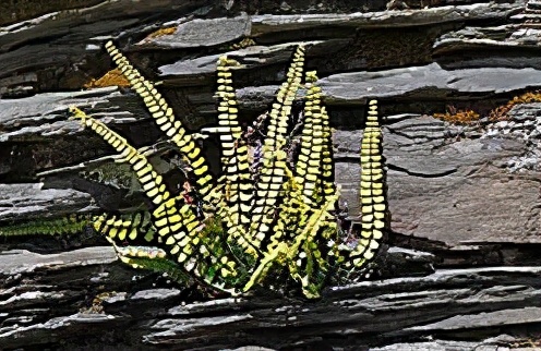 1月至12月生日花的花语,什么花语是祝福生日快乐的花