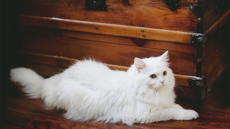 怎么规定猫一日三餐的时间,猫咪的三餐如何分配