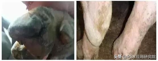 猪肢蹄病有哪些症状,母猪肢蹄病如何防治