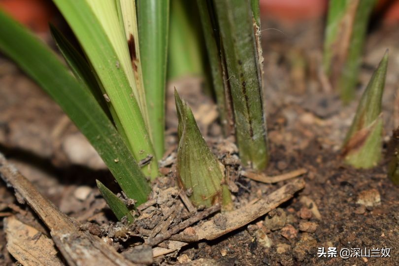 兰花带花芽翻盆后如何养不会消苞,兰花发花芽阶段怎样养护和管理
