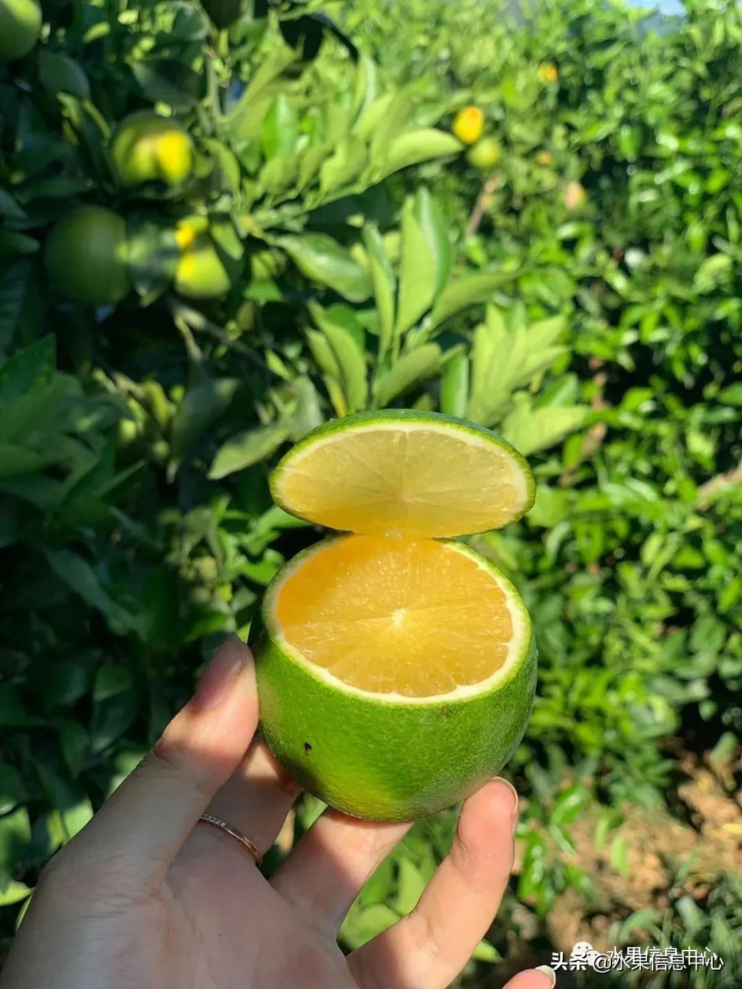 全国橙子产地在哪,中国橙子产地