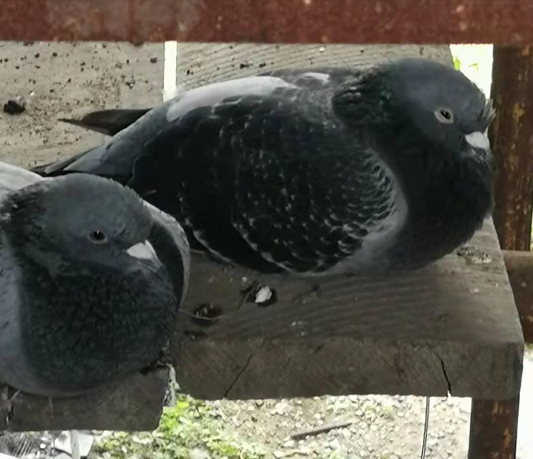 热爱赛鸽养鸽之路不易,养鸽爱鸽人