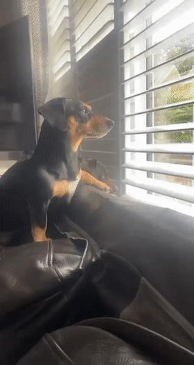 哈士奇剃发前后,哈士奇剃了两道杠