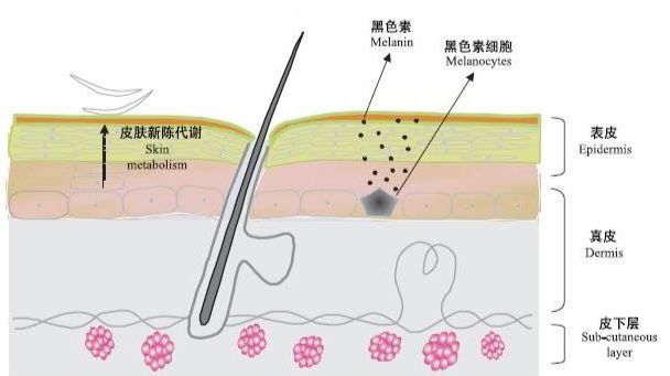 肤色不均好难受,肤色不均暗沉痘印痘坑怎么调理