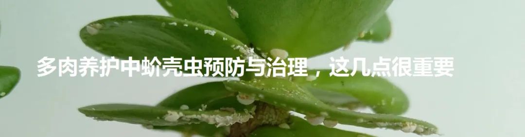 烟煤病多肉治愈后会复发吗,多肉烟煤病可以用虫虫净吗