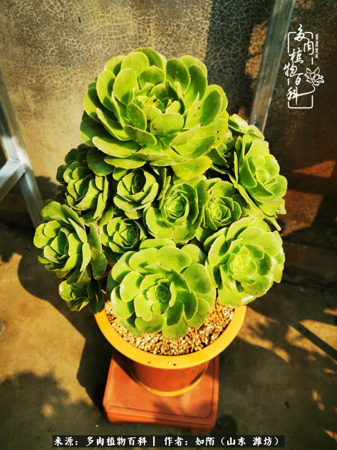 凤凰涅槃,浴火重生!多肉法师圣斗士们的秋天!(附养护经验)