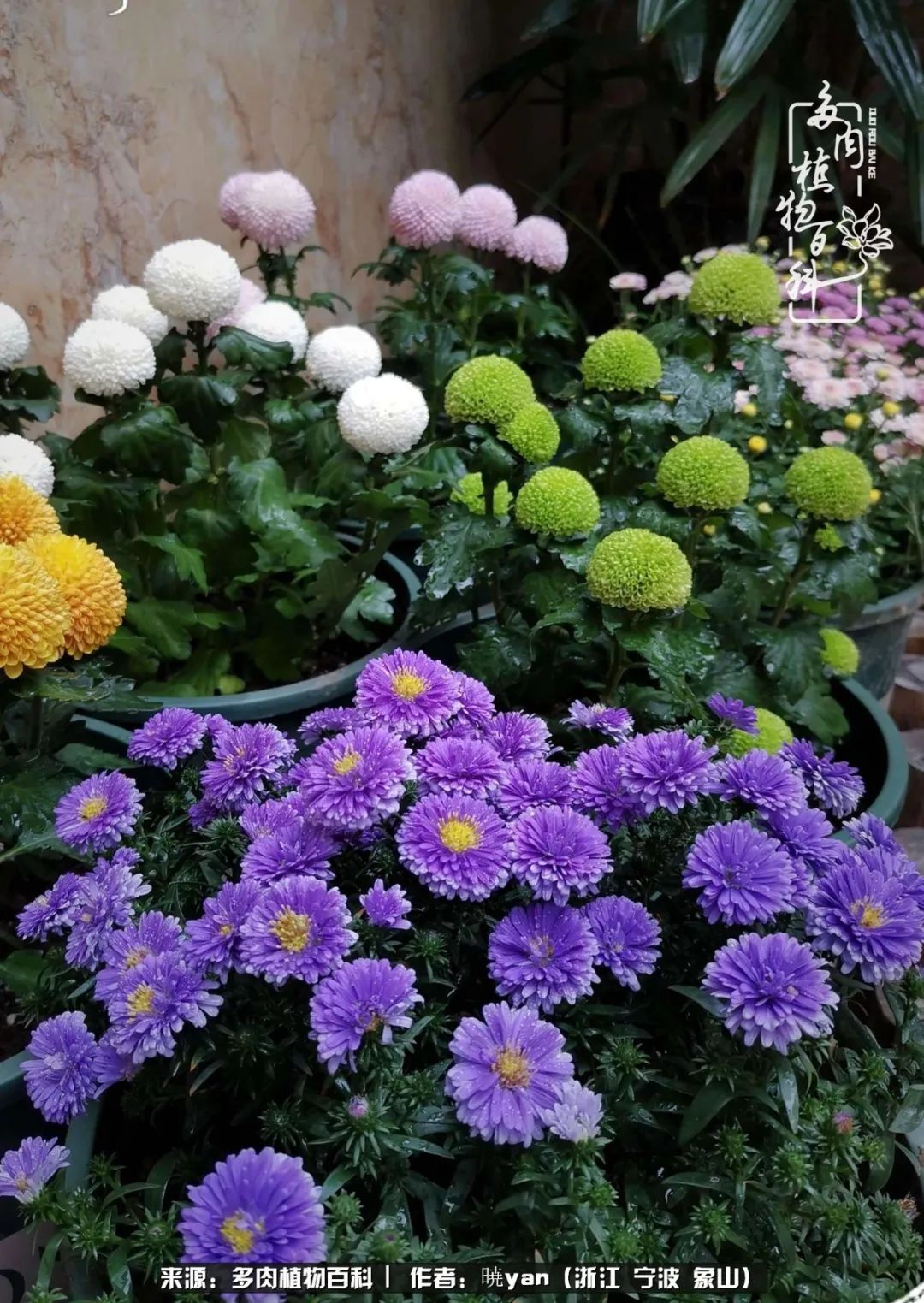 多肉初级入坑者,入坑多肉