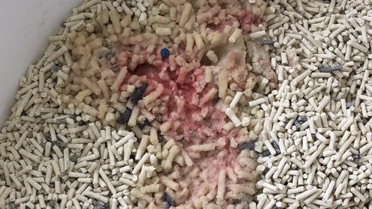 男言之隐怎么样,男言之隐介绍