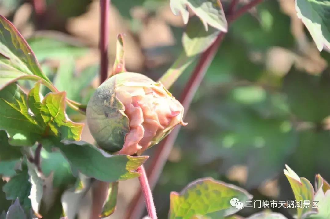 三门峡牡丹还开吗,三门峡牡丹园牡丹花开了吗