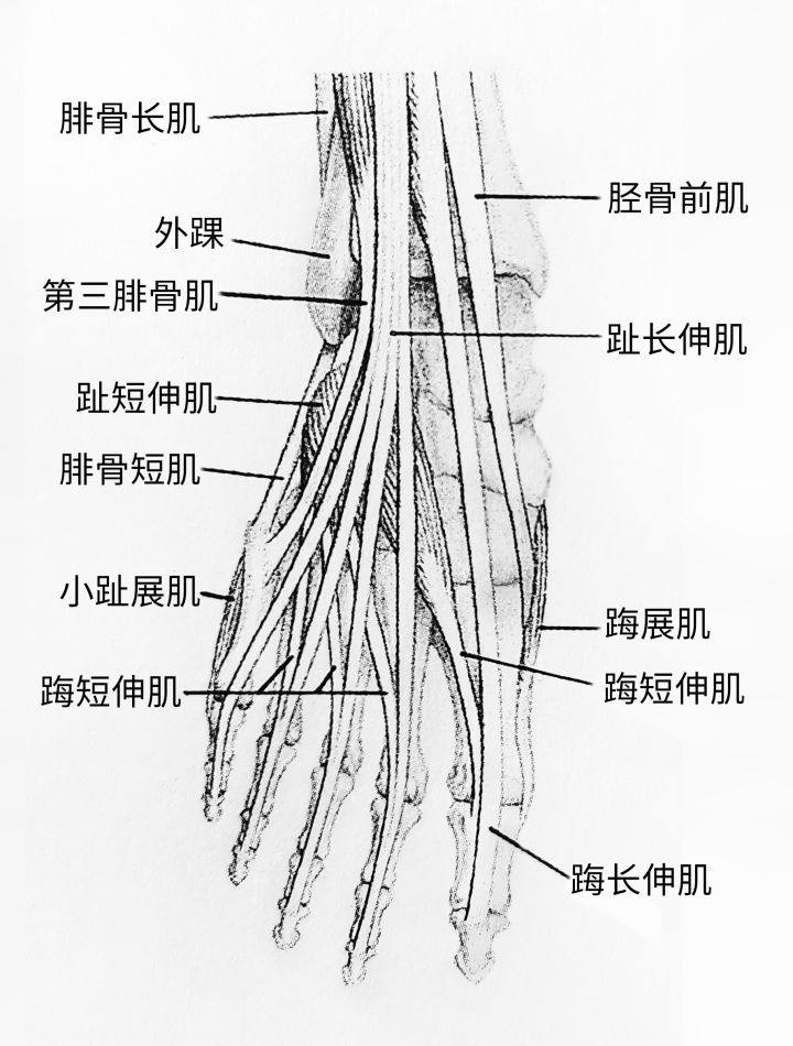 画人体结构怎么练习最有效,零基础学画人体结构