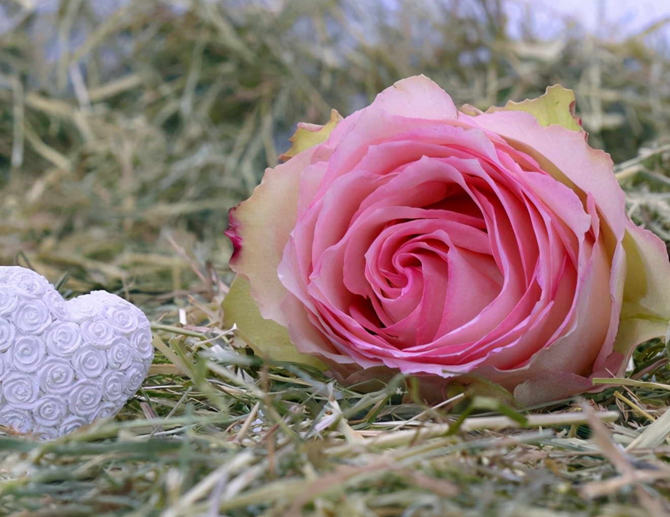 人到中年夫妻无话可说怎么办,人到中年夫妻关系淡漠怎么办