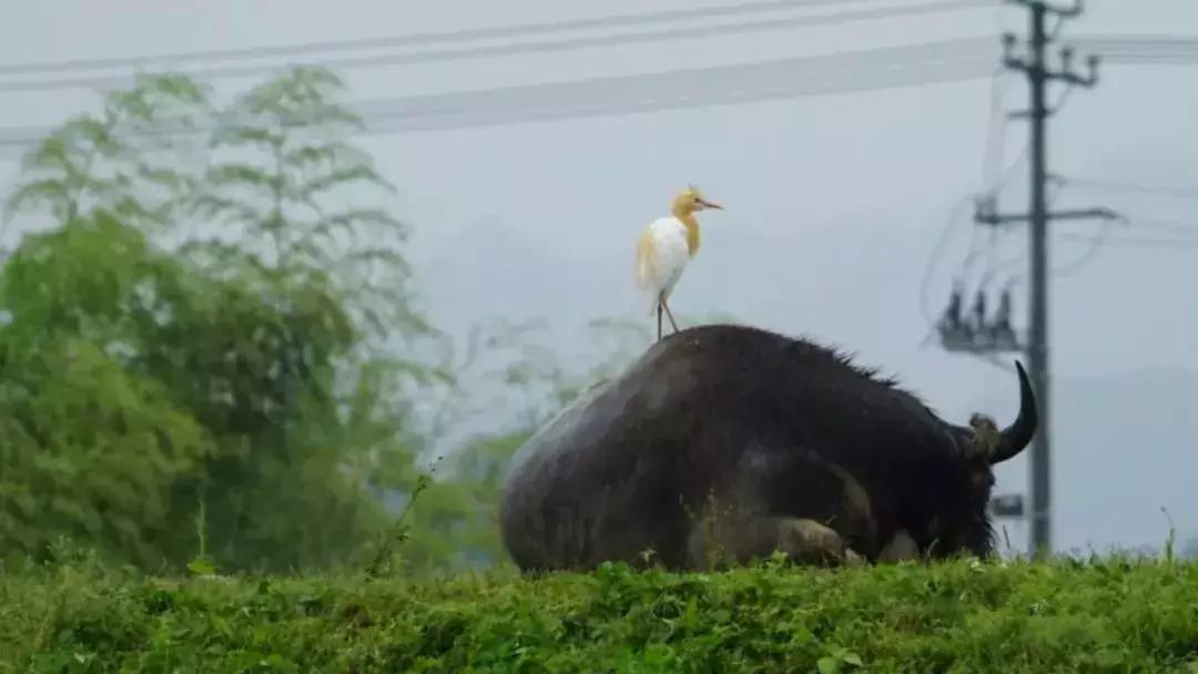 最美银杏秋景自驾攻略,杭州银杏树旅游攻略