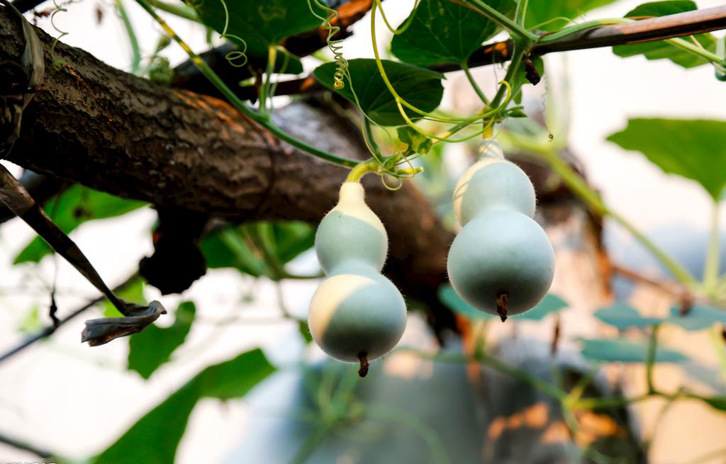 院子种什么爬藤最好,适合院子里种的爬藤植物